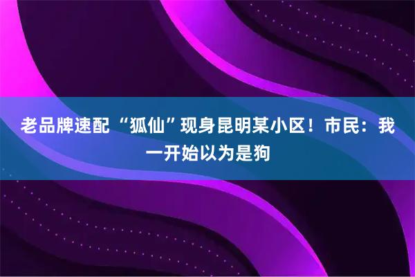 老品牌速配 “狐仙”现身昆明某小区！市民：我一开始以为是狗